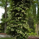 Climbing Hydrangea Hydrangea Anomala Subsp Petiolaris 4 Inch Pot Size