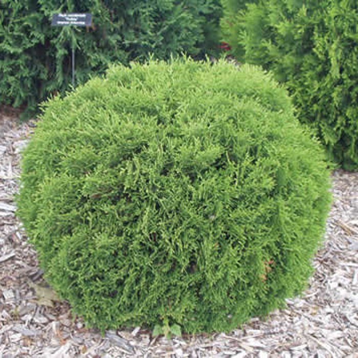 Thuja Occidentalis Hetz Midget Dwarf Arborvitae Live Plant Quart Pot Size