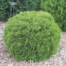 Thuja Occidentalis Hetz Midget Dwarf Arborvitae Live Plant Quart Pot Size