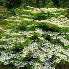 Viburnum Plicatum Var Tomentosum Mariesii Mariesii Viburnum Live Plant 4 Inch Pot Size