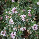 Daphne Burkwoodii Carol Mackie Variegated Daphne 4 Inch Pot Size Plant