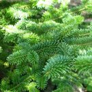 Canaan Fir Abies Balsamea X Canaan Live Plant 4 Inch Pot Size