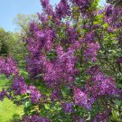Syringa X Hyacinthiflora Pocahontas Purple Lilac Live Plant 4 Inch Pot Size
