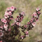 Physocarpus Opulifolius Tiny Wine Ninebark 4 Inch Pot Size Plant