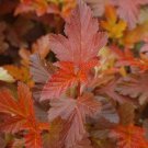 Physocarpus Opulifolius Center Glow Ninebark 4 Inch Pot Size Plant