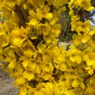 Show Off Forsythia Shrub Forsythia X Intermedia Live Plant 4 Inch Pot Size