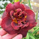 Hemerocallis Night Embers Daylily 3 Bare Root Plants