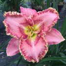 Hemerocallis Princess Tutu Daylily 3 Bare Root Plants
