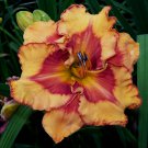 Hemerocallis Pointed Perfection Daylily 3 Bare Root Plants