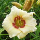 Hemerocallis Pandoras Box Daylily 3 Bare Root Plants