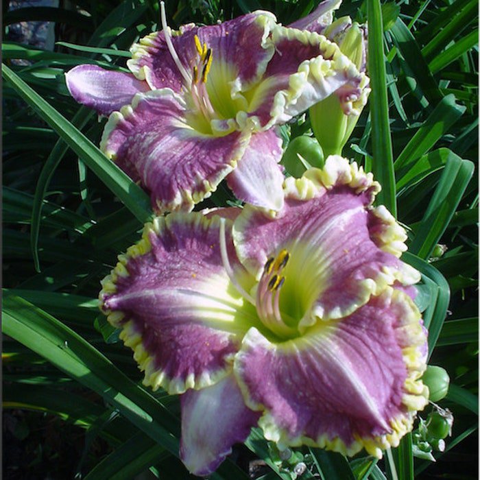 Hemerocallis Bestseller Daylily 3 Bare Root Plants