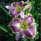 Hemerocallis Bestseller Daylily 3 Bare Root Plants