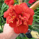 Hemerocallis Moses Fire Daylily 3 Bare Root Plants