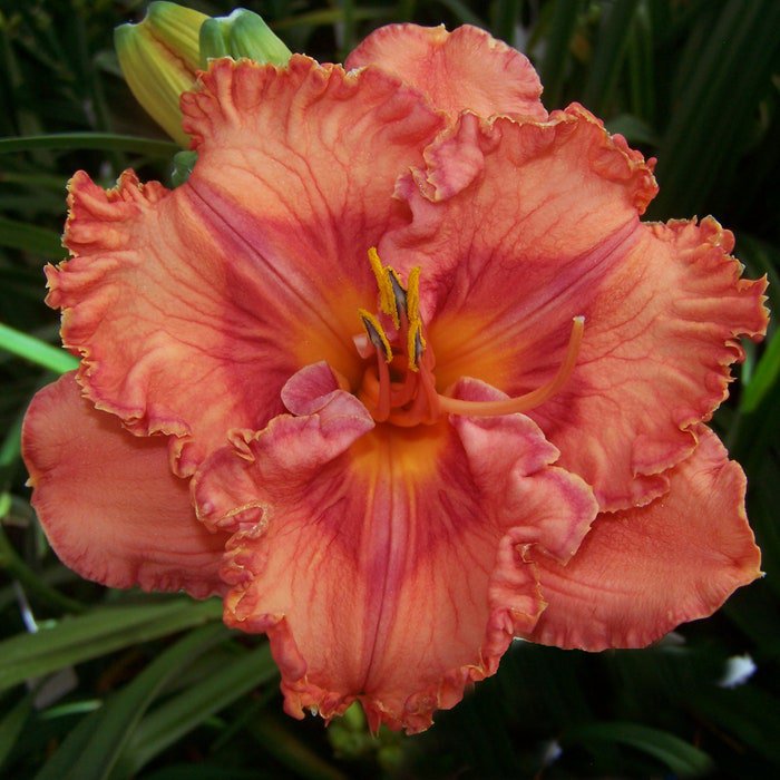 Hemerocallis Perceptive Daylily 3 Bare Root Plants