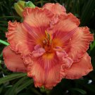 Hemerocallis Perceptive Daylily 3 Bare Root Plants