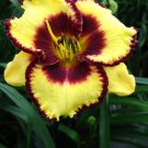 Hemerocallis Calico Jack Daylily 3 Bare Root Plants
