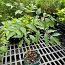 Euscaphis Japonica Korean Sweetheart Tree Live Plant 4 Inch Pot