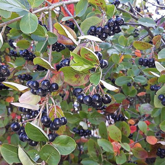 Aronia &Atilde;� Prunifolia Purple Chokeberry Live Plant 4 Inch Pot Size Plant