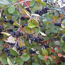 Aronia × Prunifolia Purple Chokeberry Live Plant 4 Inch Pot Size Plant