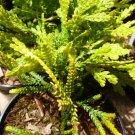 Thujopsis Dolobrata Aurea Live Plant 8 Inch Tall 4 Inch Pot