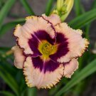 Hemerocallis Daring Deception Daylily 3 Bare Root Plants