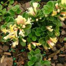 Lonicera Crassifolia Creeping Honeysuckle Live Plant 4 Inch Pot