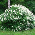Rogers Bottlebrush Buckeye Aesculus Parviflora Var Serotina Rogers 4 Inch Pot Size Plant 6 Inch Tall