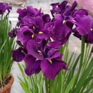 Iris Ensata Dinner Plate Eileens Dream Japanese Iris 3 Pack #1 Grade Rhizome