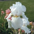 Iris Germanica Immortality Bearded Iris 3 Pack #1 Grade Rhizome