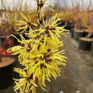 Hamamelis X Intermedia Angelly Witch Hazel Live Plant 12 Inch Tall 1 Year Graft