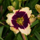 Hemerocallis Blackthorne Daylily 3 Bare Root Plants