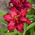 Hemerocallis Double Pardon Me Daylily 3 Bare Root Plants