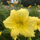 Hemerocallis Big Time Happy Daylily 3 Bare Root Plants