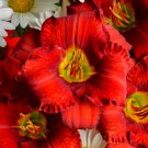 Hemerocallis Funny Valentine Daylily 3 Bare Root Plants