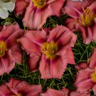Hemerocallis Rosy Returns Daylily 3 Bare Root Plants