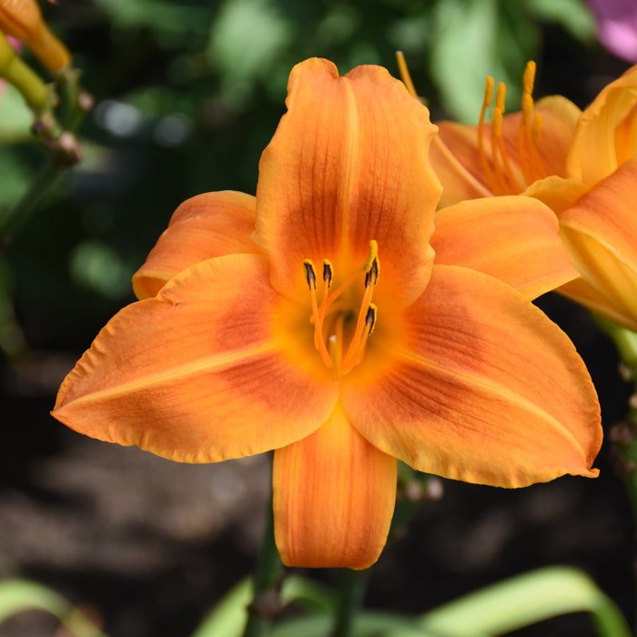 Hemerocallis Rocket City Daylily 3 Bare Root Plants