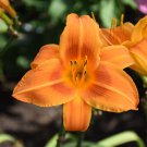Hemerocallis Rocket City Daylily 3 Bare Root Plants