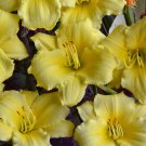 Hemerocallis Stella Supreme Daylily 3 Bare Root Plants
