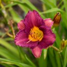 Hemerocallis Purple De Oro Daylily 3 Bare Root Plants