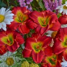 Hemerocallis Red Hot Returns Daylily 3 Bare Root Plants