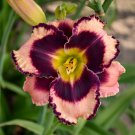 Hemerocallis Rock Solid Daylily 3 Bare Root Plants