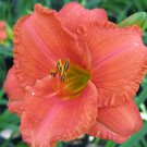 Hemerocallis South Seas Daylily 3 Bare Root Plants