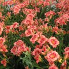 Hemerocallis Strawberry Candy Daylily 3 Bare Root Plants