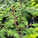 Metasequoia Glyptostroboides Self Prune Dawn Redwood Tree 8 Inch Tall 1 Year Graft