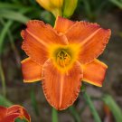 Hemerocallis Bright Sunset Daylily 3 Bare Root Plants