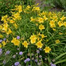 Hemerocallis Happy Returns Daylily 3 Bare Root Plants