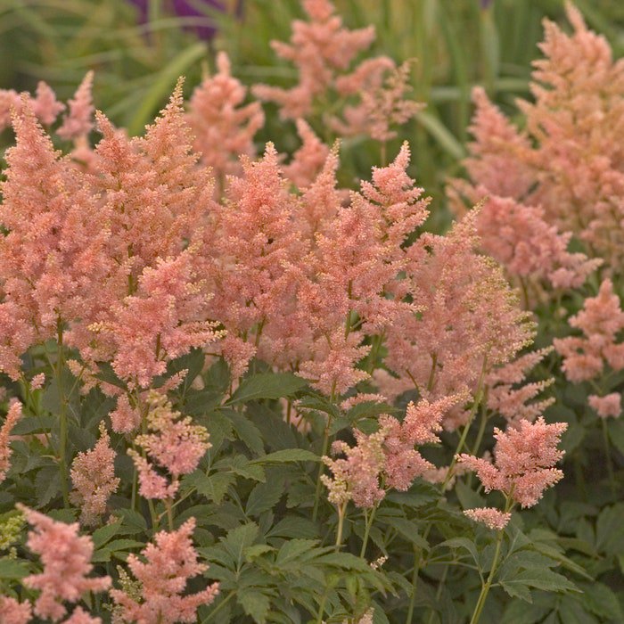 Astilbe Peach Blossom 3 Bare Root Plants