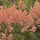 Astilbe Peach Blossom 3 Bare Root Plants