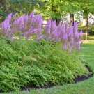 Astilbe Chinensis Purple Candles 3 Bare Root Plants