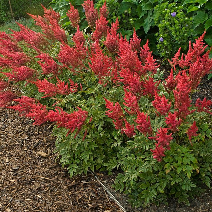 Astilbe August Light 3 Bare Root Plants